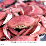 FISHERMAN'S WHARF. Dungeness Crab fresh from the boat. SFCVB photo by Jack Hollingsworth