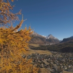 Larice autunnale al di sopra del paese di Celerina con vista su Pontresina. Sullo sfondo la cima del Piz Albris (3165 m)_ Copyr