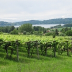 viafrancigenavignetisullago