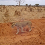 kenya .leone