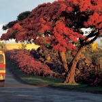 01_alberi-di-flamboyant