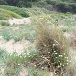 0024Dune di Lacona