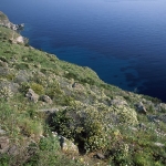 0027Elba - Macchia mediterranea
