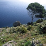 0028Elba - Macchia mediterranea1