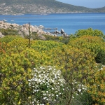 Fioritura primaverile all'Asinara