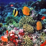 Barriera_corallina