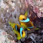 imagesCACEI3G0
