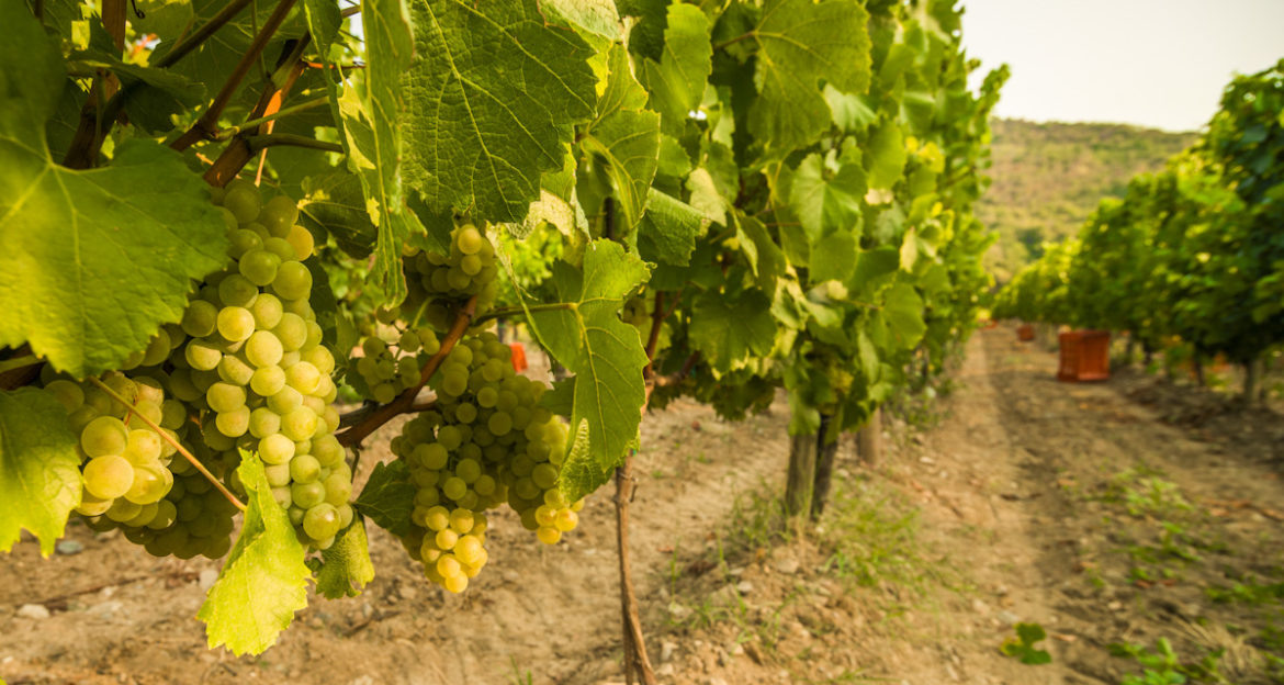 In Franciacorta per i regali