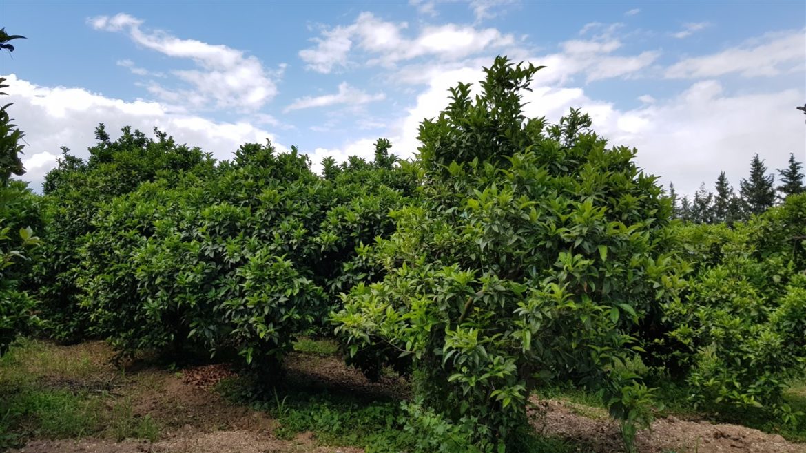 Borgo Valle Rita in una zona verdissima tra Puglia e Basilicata. Una struttura dove relax e gastronomia sono vincenti. A pochi km da Matera capitale europea della cultura