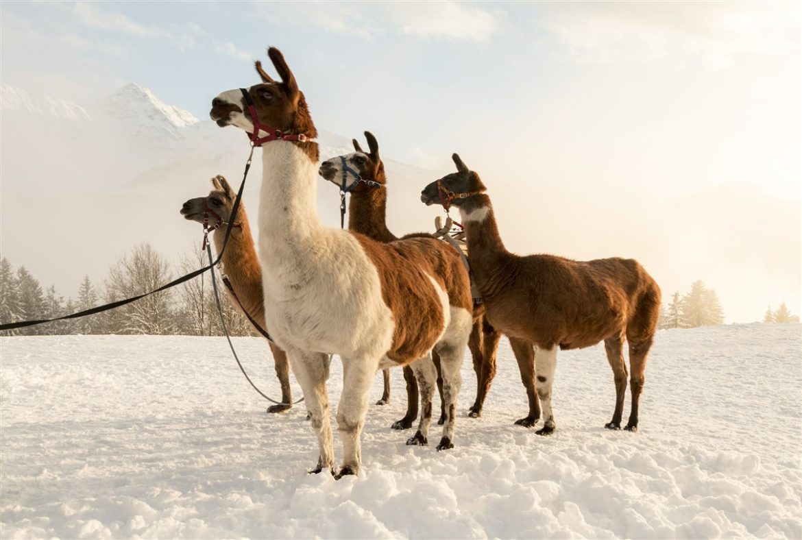 Inverno made in Austria 2020: neve per una stagione indimenticabile. Scenari spettacolari in Tirolo, Carinzia e Vorarlberg con il supporto di Austria per l’Italia proposte create per gli italiani